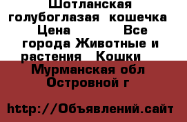 Шотланская голубоглазая  кошечка › Цена ­ 5 000 - Все города Животные и растения » Кошки   . Мурманская обл.,Островной г.